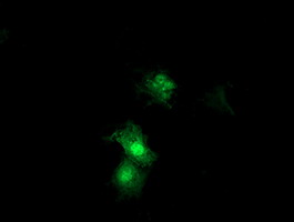 SDS Antibody - Anti-SDS mouse monoclonal antibody immunofluorescent staining of COS7 cells transiently transfected by pCMV6-ENTRY SDS.