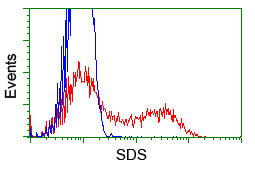 SDS Antibody - HEK293T cells transfected with either overexpress plasmid (Red) or empty vector control plasmid (Blue) were immunostained by anti-SDS antibody, and then analyzed by flow cytometry.