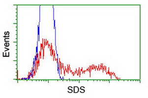 SDS Antibody - HEK293T cells transfected with either overexpress plasmid (Red) or empty vector control plasmid (Blue) were immunostained by anti-SDS antibody, and then analyzed by flow cytometry.