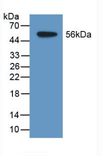 SDSL / Serine Dehydratase-Like Antibody - Western Blot; Sample: Recombinant TDH, Human.