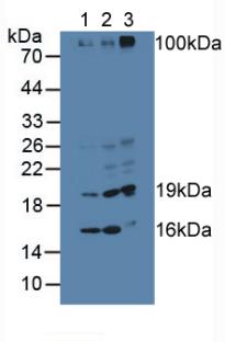 SDSL / Serine Dehydratase-Like Antibody - Western Blot; Sample: Lane1: Porcine Liver Tissue; Lane2: Porcine Kidney Tissue; Lane3: Human HepG2 Cells.