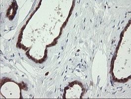 SDSL / Serine Dehydratase-Like Antibody - IHC of paraffin-embedded Human breast tissue using anti-SDSL mouse monoclonal antibody. (Heat-induced epitope retrieval by 10mM citric buffer, pH6.0, 100C for 10min).