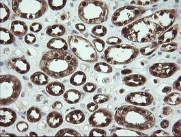 SDSL / Serine Dehydratase-Like Antibody - IHC of paraffin-embedded Human Kidney tissue using anti-SDSL mouse monoclonal antibody. (Heat-induced epitope retrieval by 10mM citric buffer, pH6.0, 100C for 10min).