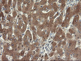 SDSL / Serine Dehydratase-Like Antibody - IHC of paraffin-embedded Human liver tissue using anti-SDSL mouse monoclonal antibody. (Heat-induced epitope retrieval by 10mM citric buffer, pH6.0, 100C for 10min).