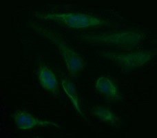 SDSL / Serine Dehydratase-Like Antibody - Immunofluorescent staining of HeLa cells using anti-SDSL mouse monoclonal antibody.