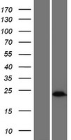 SEBOX Protein - Western validation with an anti-DDK antibody * L: Control HEK293 lysate R: Over-expression lysate