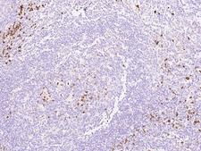 SEC11C Antibody - Immunochemical staining of human SEC11C in human tonsil with rabbit polyclonal antibody at 1:200 dilution, formalin-fixed paraffin embedded sections.
