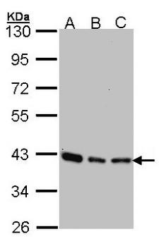 SEC13 Antibody - Sample (30 ug of whole cell lysate). A:293T, B: A431 , C: H1299. 10% SDS PAGE. SEC13 antibody diluted at 1:1000.