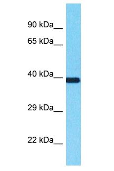 SEC13 Antibody - SEC13 antibody Western Blot of MCF7. Antibody dilution: 1 ug/ml.  This image was taken for the unconjugated form of this product. Other forms have not been tested.
