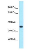 SEC13 Antibody - SEC13 antibody Western Blot of Fetal Heart. Antibody dilution: 1 ug/ml.  This image was taken for the unconjugated form of this product. Other forms have not been tested.