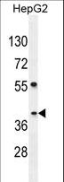 SEC13 Antibody - SEC13 Antibody western blot of HepG2 cell line lysates (35 ug/lane). The SEC13 antibody detected the SEC13 protein (arrow).