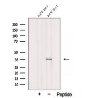 SEC13 Antibody - Western blot analysis of extracts of 3T3 cells using SEC13 antibody. The lane on the left was treated with blocking peptide.