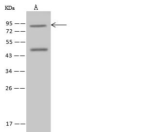 SEC14L1 Antibody - Anti-SEC14L1 rabbit polyclonal antibody at 1:500 dilution. Lane A: Jurkat Whole Cell Lysate. Lysates/proteins at 30 ug per lane. Secondary: Goat Anti-Rabbit IgG (H+L)/HRP at 1/10000 dilution. Developed using the ECL technique. Performed under reducing conditions. Predicted band size: 81 kDa. Observed band size: 81 kDa.