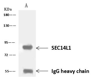 SEC14L1 Antibody - SEC14L1 was immunoprecipitated using: Lane A: 0.5 mg Jurkat Whole Cell Lysate. 1 uL anti-SEC14L1 rabbit polyclonal antibody and 60 ug of Immunomagnetic beads Protein A/G. Primary antibody: Anti-SEC14L1 rabbit polyclonal antibody, at 1:500 dilution. Secondary antibody: Goat Anti-Rabbit IgG (H+L)/HRP at 1/10000 dilution. Developed using the ECL technique. Performed under reducing conditions. Predicted band size: 81 kDa. Observed band size: 81 kDa.