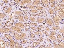 SEC14L1 Antibody - Immunochemical staining of human SEC14L1 in human kidney with rabbit polyclonal antibody at 1:100 dilution, formalin-fixed paraffin embedded sections.