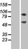 SEC14L1 Protein - Western validation with an anti-DDK antibody * L: Control HEK293 lysate R: Over-expression lysate
