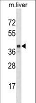 SEC14L2 Antibody - SEC14L2 Antibody western blot of mouse liver tissue lysates (35 ug/lane). The SEC14L2 antibody detected the SEC14L2 protein (arrow).
