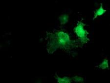 SEC14L2 Antibody - Anti-SEC14L2 mouse monoclonal antibody immunofluorescent staining of COS7 cells transiently transfected by pCMV6-ENTRY SEC14L2.