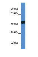 SEC14L3 Antibody - SEC14L3 antibody Western blot of Rat Lung lysate. Antibody concentration 1 ug/ml. This image was taken for the unconjugated form of this product. Other forms have not been tested.