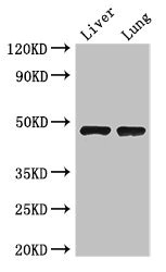 SEC14L3 Antibody - Western Blot Positive WB detected in: Mouse liver tissue, Mouse lung tissue All lanes: SEC14L3 antibody at 3µg/ml Secondary Goat polyclonal to rabbit IgG at 1/50000 dilution Predicted band size: 47 kDa Observed band size: 47 kDa