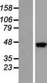 SEC14L3 Protein - Western validation with an anti-DDK antibody * L: Control HEK293 lysate R: Over-expression lysate