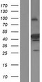 SEC14L4 Protein - Western validation with an anti-DDK antibody * L: Control HEK293 lysate R: Over-expression lysate