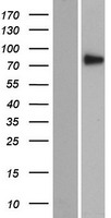 SEC14L5 Protein - Western validation with an anti-DDK antibody * L: Control HEK293 lysate R: Over-expression lysate