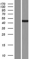 SEC14L6 Protein - Western validation with an anti-DDK antibody * L: Control HEK293 lysate R: Over-expression lysate