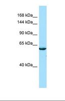 SEC16B Antibody - Western blot of Human Hela. SEC16B antibody dilution 1.0 ug/ml.  This image was taken for the unconjugated form of this product. Other forms have not been tested.