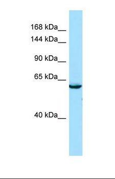 SEC16B Antibody - Western blot of Human Hela. SEC16B antibody dilution 1.0 ug/ml.  This image was taken for the unconjugated form of this product. Other forms have not been tested.