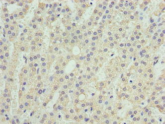SEC16B Antibody - Immunohistochemistry of paraffin-embedded human adrenal gland tissue using SEC16B Antibody at dilution of 1:100