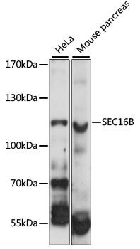 SEC16B Antibody - Western blot analysis of extracts of various cell lines, using SEC16B antibody at 1:1000 dilution. The secondary antibody used was an HRP Goat Anti-Rabbit IgG (H+L) at 1:10000 dilution. Lysates were loaded 25ug per lane and 3% nonfat dry milk in TBST was used for blocking. An ECL Kit was used for detection and the exposure time was 1s.