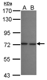 SEC16B Antibody - Sample (30 ug of whole cell lysate) A: A549 B: HeLa 7.5% SDS PAGE SEC16B antibody diluted at 1:1000