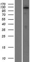 SEC16B Protein - Western validation with an anti-DDK antibody * L: Control HEK293 lysate R: Over-expression lysate