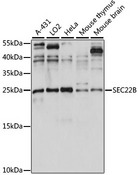 SEC22B Antibody - Western blot analysis of extracts of various cell lines, using SEC22B antibody at 1:1000 dilution. The secondary antibody used was an HRP Goat Anti-Rabbit IgG (H+L) at 1:10000 dilution. Lysates were loaded 25ug per lane and 3% nonfat dry milk in TBST was used for blocking. An ECL Kit was used for detection and the exposure time was 60s.