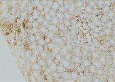 SEC22B Antibody - 1:100 staining mouse kidney tissue by IHC-P. The sample was formaldehyde fixed and a heat mediated antigen retrieval step in citrate buffer was performed. The sample was then blocked and incubated with the antibody for 1.5 hours at 22°C. An HRP conjugated goat anti-rabbit antibody was used as the secondary.