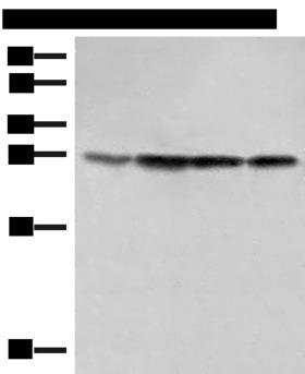 SEC22B Antibody - Western blot analysis of 231 Hela LOVO and A172 cell lysates  using SEC22B Polyclonal Antibody at dilution of 1:500
