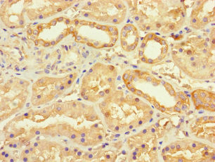 SEC22L2 / SEC22A Antibody - Immunohistochemistry of paraffin-embedded human kidney tissue using SEC22A Antibody at dilution of 1:100