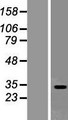 SEC22L2 / SEC22A Protein - Western validation with an anti-DDK antibody * L: Control HEK293 lysate R: Over-expression lysate