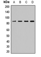 SEC23A / COP II Antibody