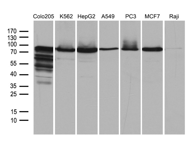 SEC23B Antibody - Western blot analysis of extracts. (35ug) from 7 different cell lines by using anti-SEC23B monoclonal antibody. (1:500)