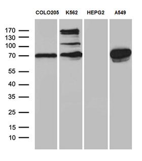 SEC23B Antibody - Western blot analysis of extracts. (35ug) from 4 different cell lines by using anti-SEC23B monoclonal antibody. (1:500)