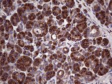 SEC23B Antibody - Immunohistochemical staining of paraffin-embedded Human pancreas tissue within the normal limits using anti-SEC23B mouse monoclonal antibody. (Heat-induced epitope retrieval by 1mM EDTA in 10mM Tris buffer. (pH8.5) at 120°C for 3 min. (1:2000)