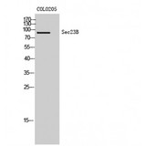 SEC23B Antibody - Western blot of Sec23B antibody
