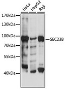 SEC23B Antibody - Western blot analysis of extracts of various cell lines, using SEC23B antibody at 1:500 dilution. The secondary antibody used was an HRP Goat Anti-Rabbit IgG (H+L) at 1:10000 dilution. Lysates were loaded 25ug per lane and 3% nonfat dry milk in TBST was used for blocking. An ECL Kit was used for detection and the exposure time was 30s.