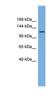 SEC23IP / p125 Antibody - SEC23IP antibody Western blot of HepG2 cell lysate. This image was taken for the unconjugated form of this product. Other forms have not been tested.