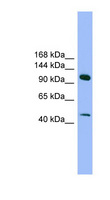 SEC23IP / p125 Antibody - SEC23IP antibody Western blot of Fetal Brain lysate. This image was taken for the unconjugated form of this product. Other forms have not been tested.