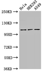 SEC23IP / p125 Antibody - Positive WB detected in:Hela whole cell lysate,HEK293 whole cell lysate,A549 whole cell lysate;All lanes:SEC23IP antibody at 2.7?g/ml;Secondary;Goat polyclonal to rabbit IgG at 1/50000 dilution;Predicted band size: 112,103 KDa;Observed band size: 112 KDa;
