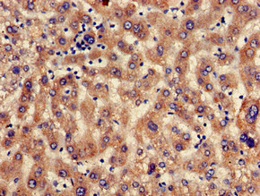 SEC23IP / p125 Antibody - Immunohistochemistry of paraffin-embedded human liver tissue using SEC23IP Antibody at dilution of 1:100