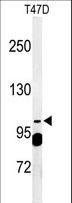 SEC24A Antibody - Western blot of SC24A Antibody in T47D cell line lysates (35 ug/lane). SC24A (arrow) was detected using the purified antibody.